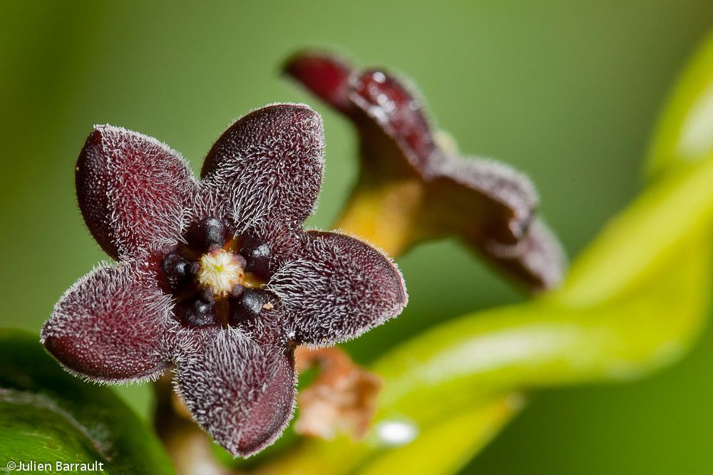 Marsdenia nigriflora flower