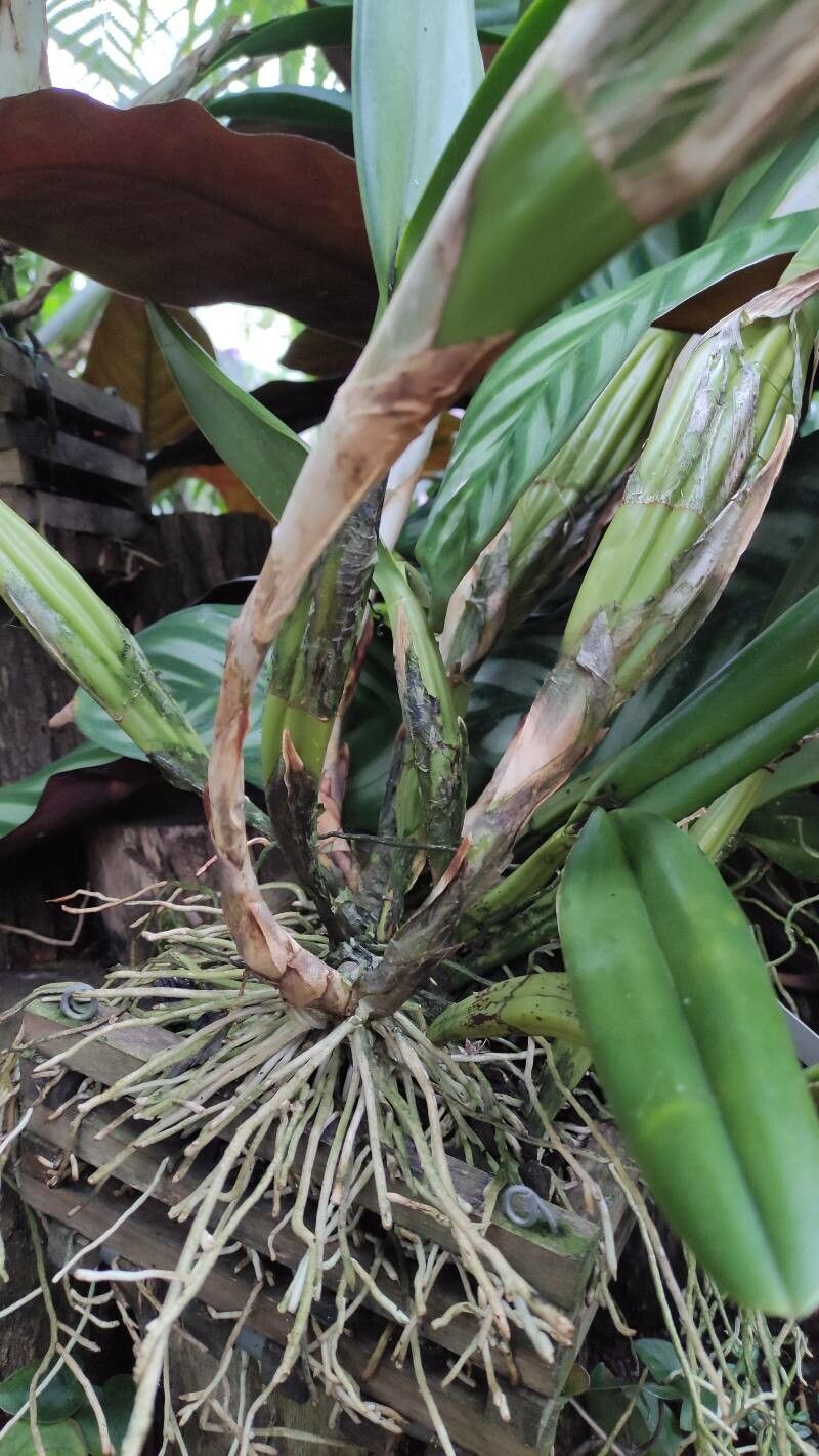 Oncidium lineoligerum bark