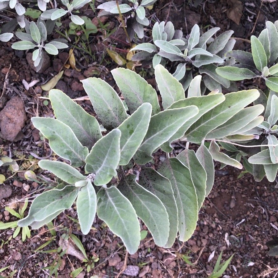 Teucrium heterophyllum — search result for 'Teucrium'