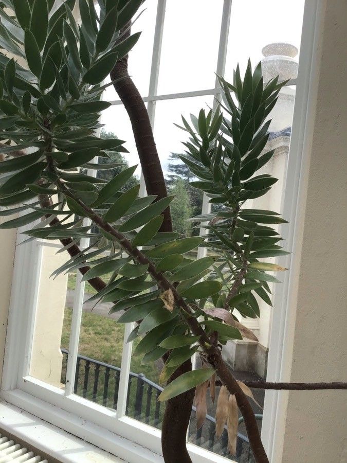 Leucadendron argenteum — search result for 'Proteaceae'