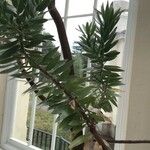 Leucadendron argenteum