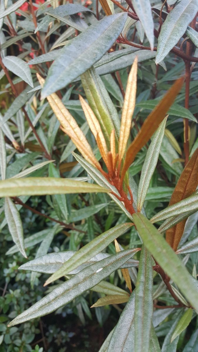 Rhododendron malayanum bark