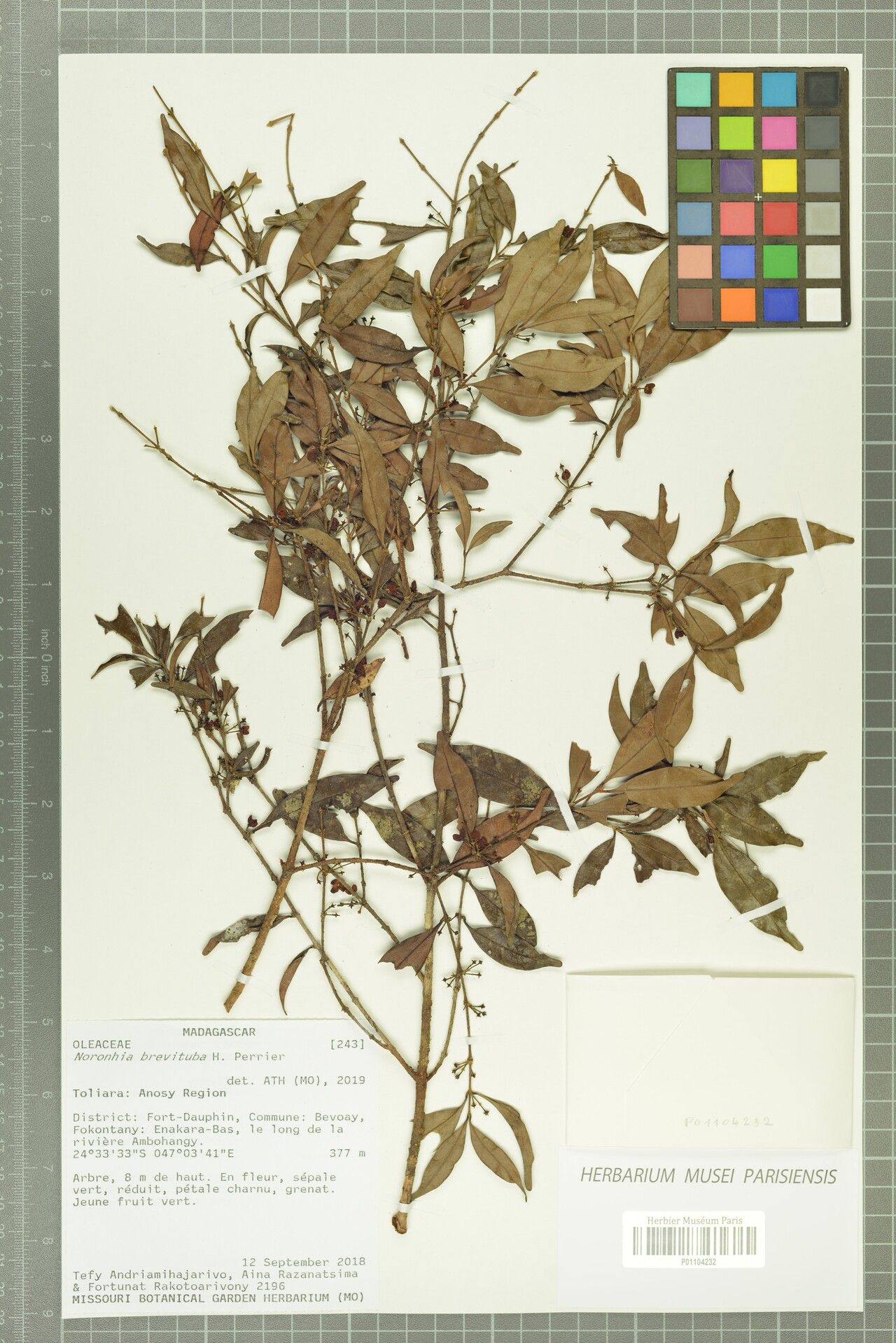 Noronhia brevituba — houseplant care guide