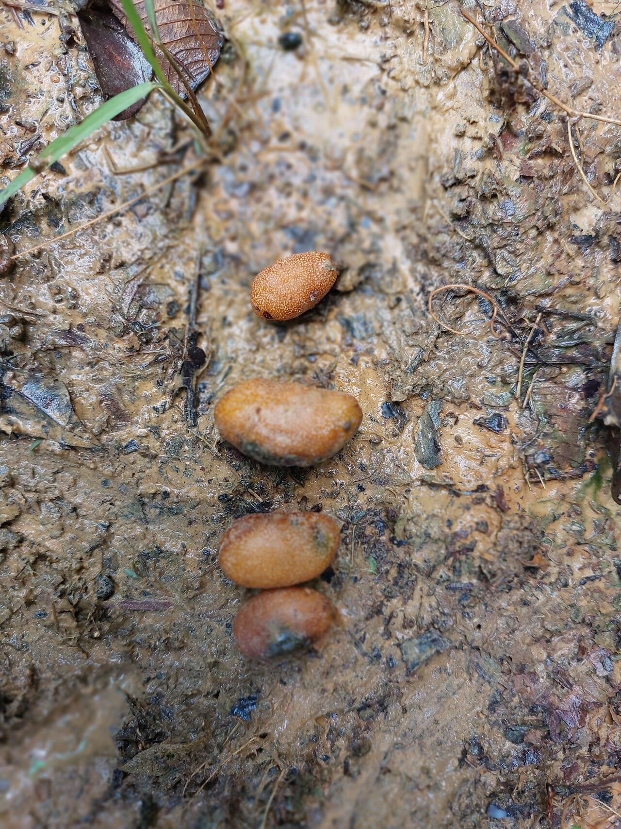 Parinari hypochrysea fruit