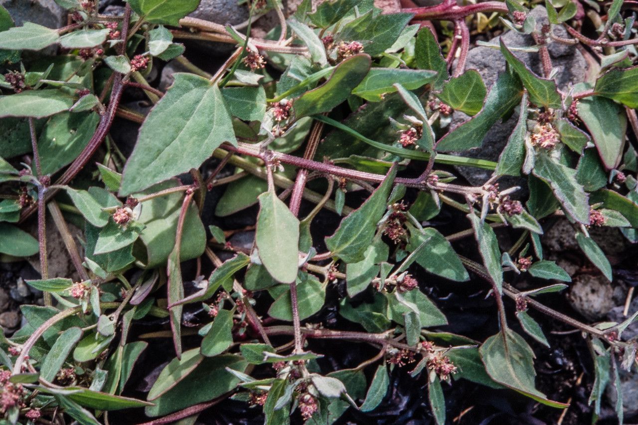 Atriplex glabriuscula flower