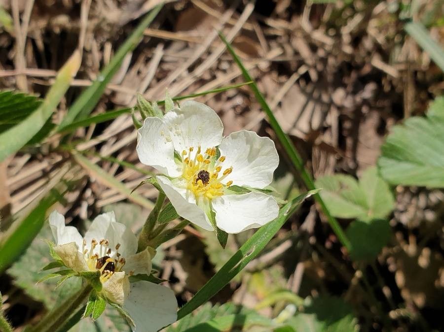 Fragaria viridis flower