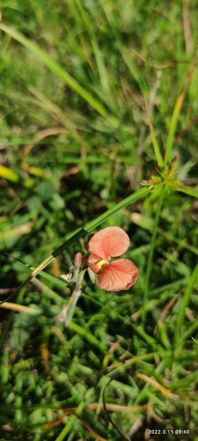 Indigofera miniata flower