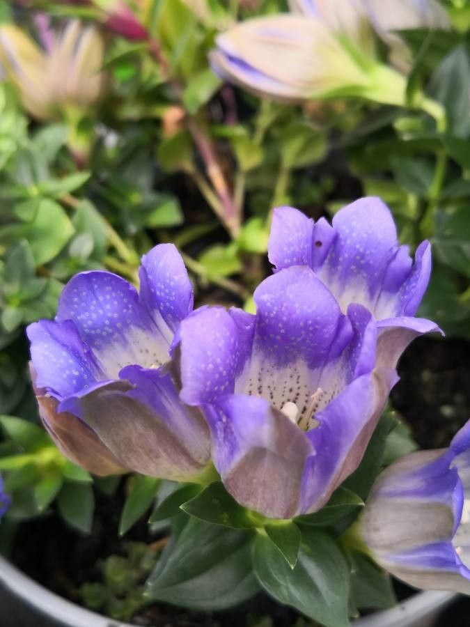 Gentiana scabra flower