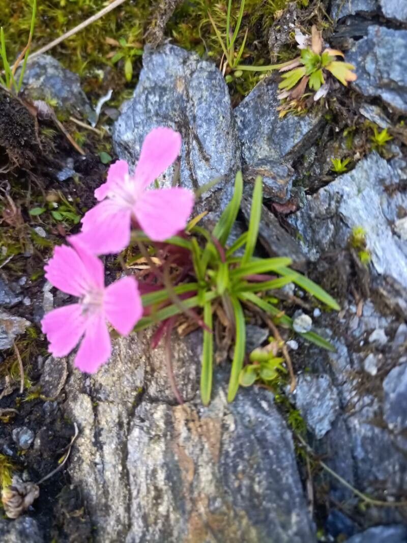 Dianthus glacialis habit