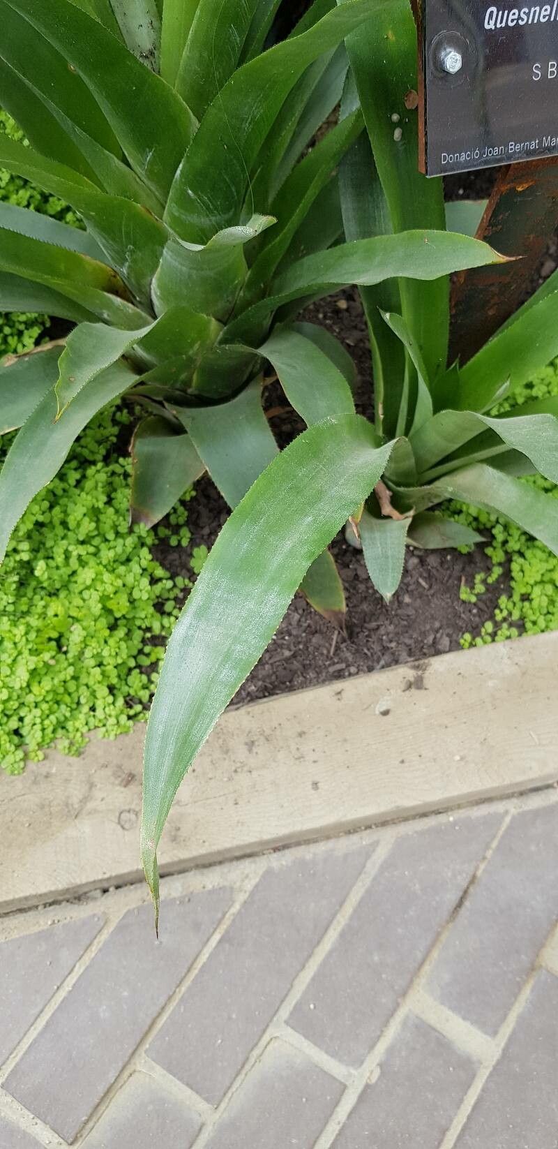 Quesnelia testudo — houseplant care guide