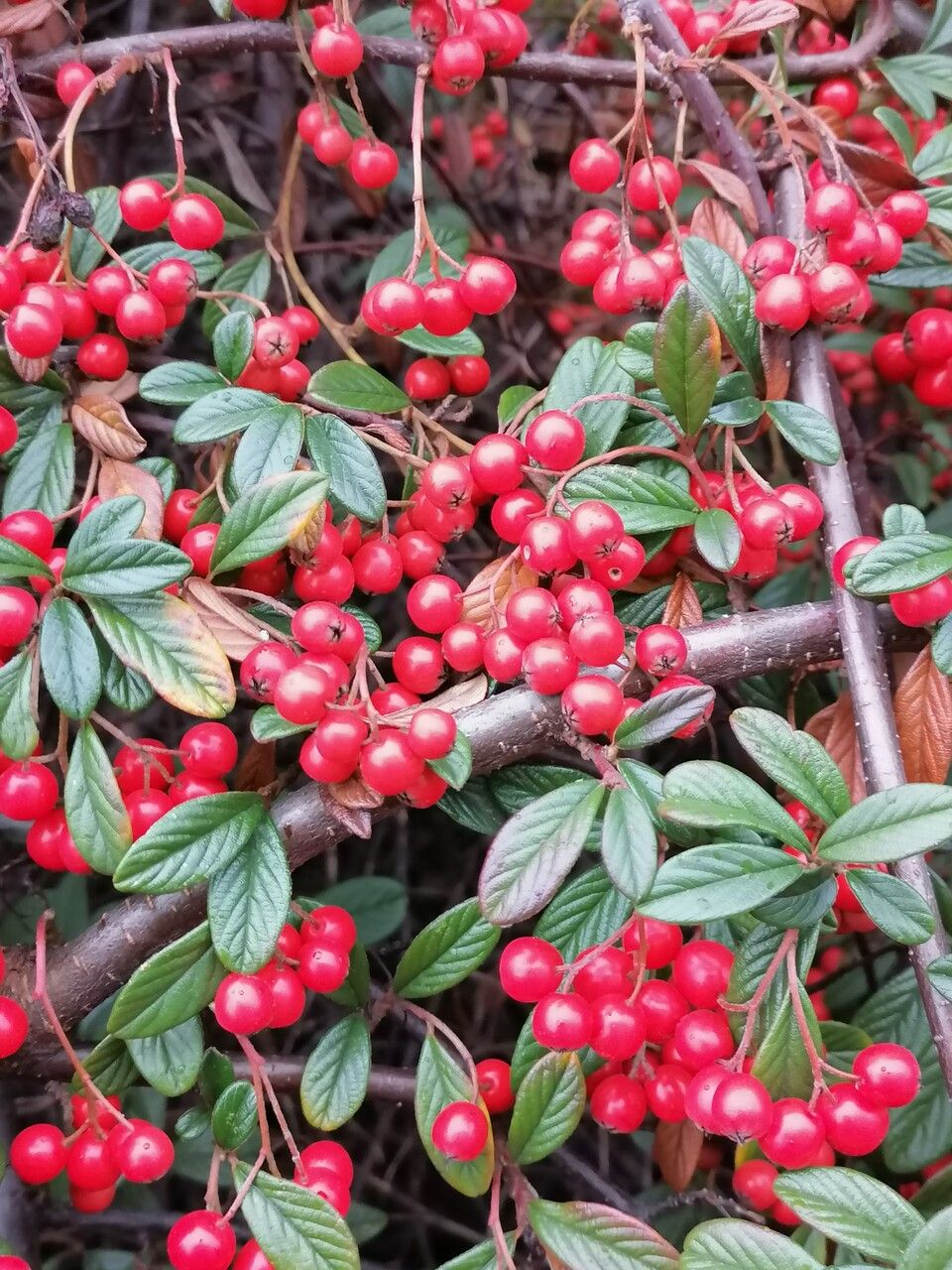 Cotoneaster glabratus fruit