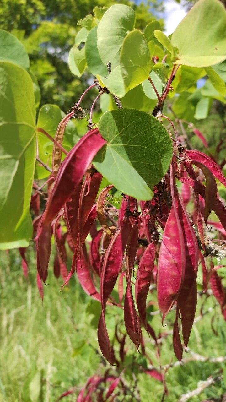 Cercis griffithii fruit
