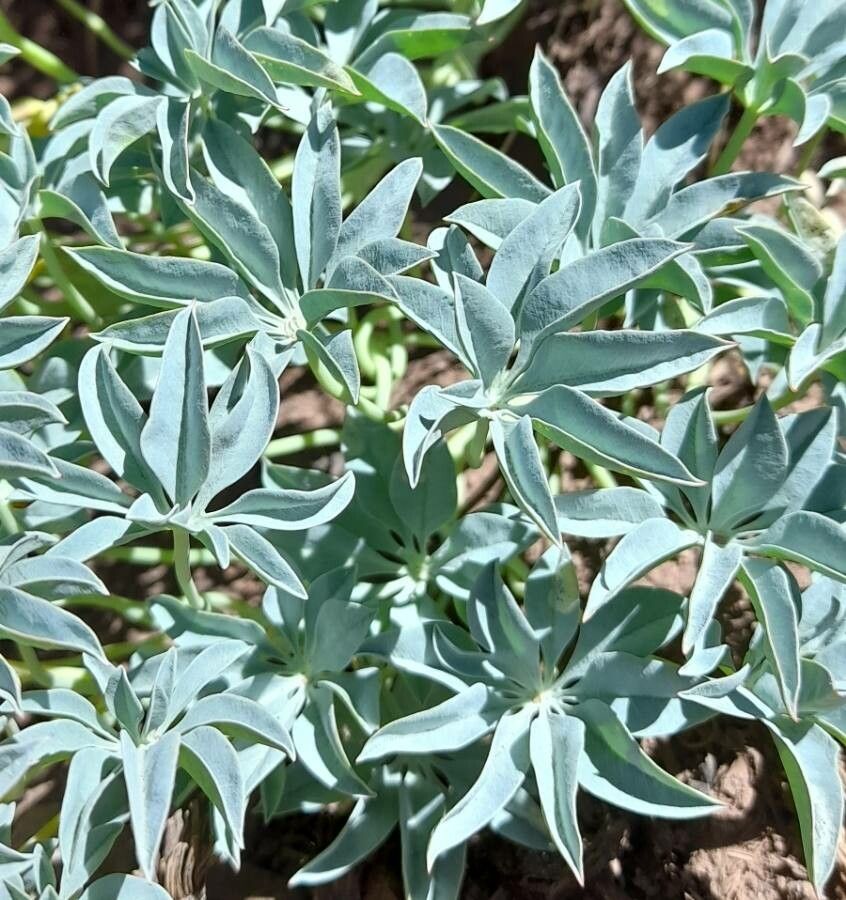 Tropaeolum polyphyllum — search result for 'Tropaeolum'