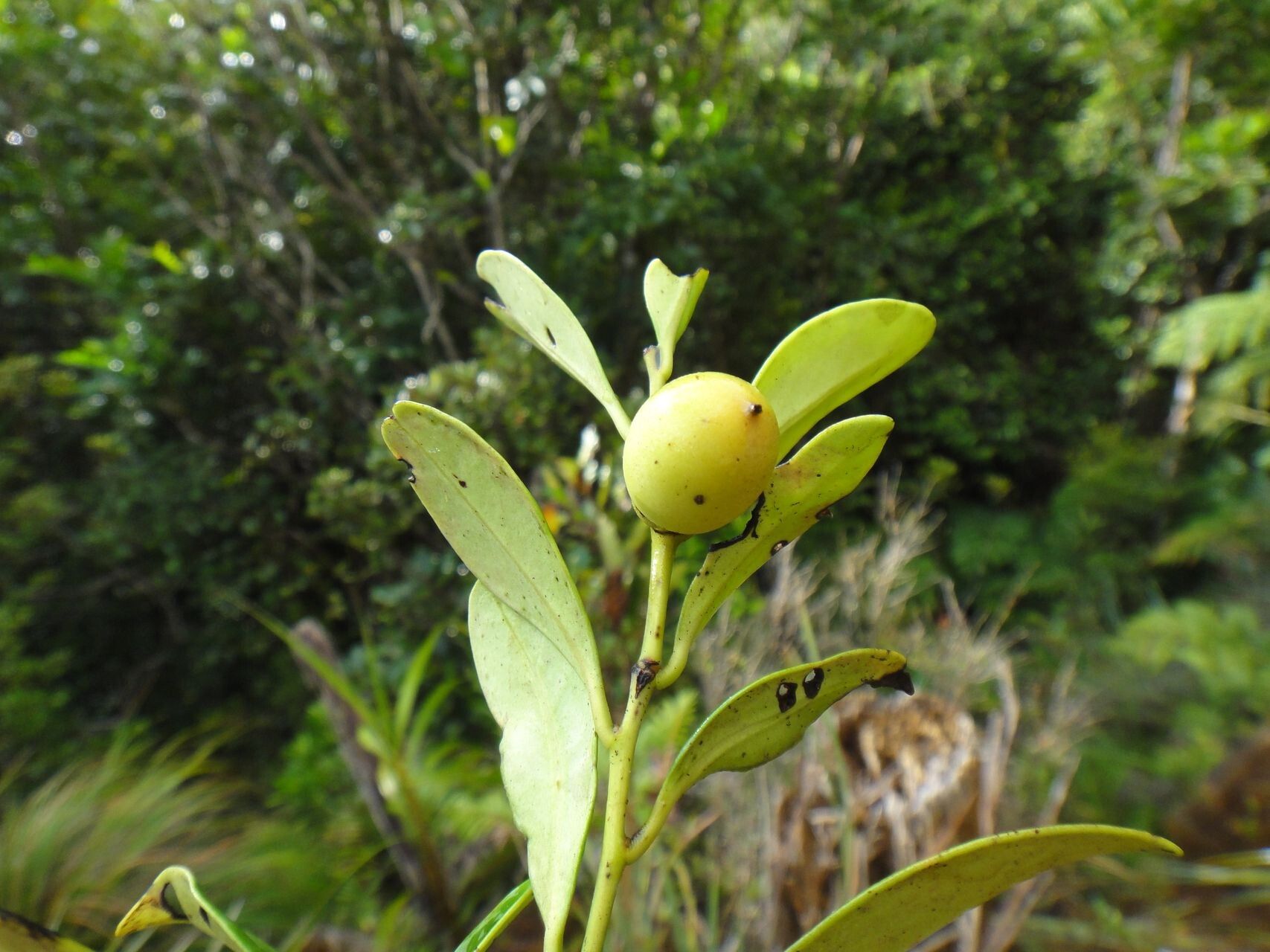 Diospyros umbrosa — houseplant care guide