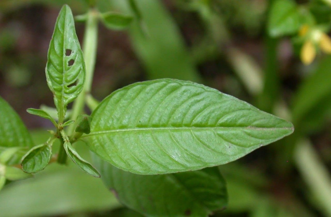 Ludwigia affinis leaf