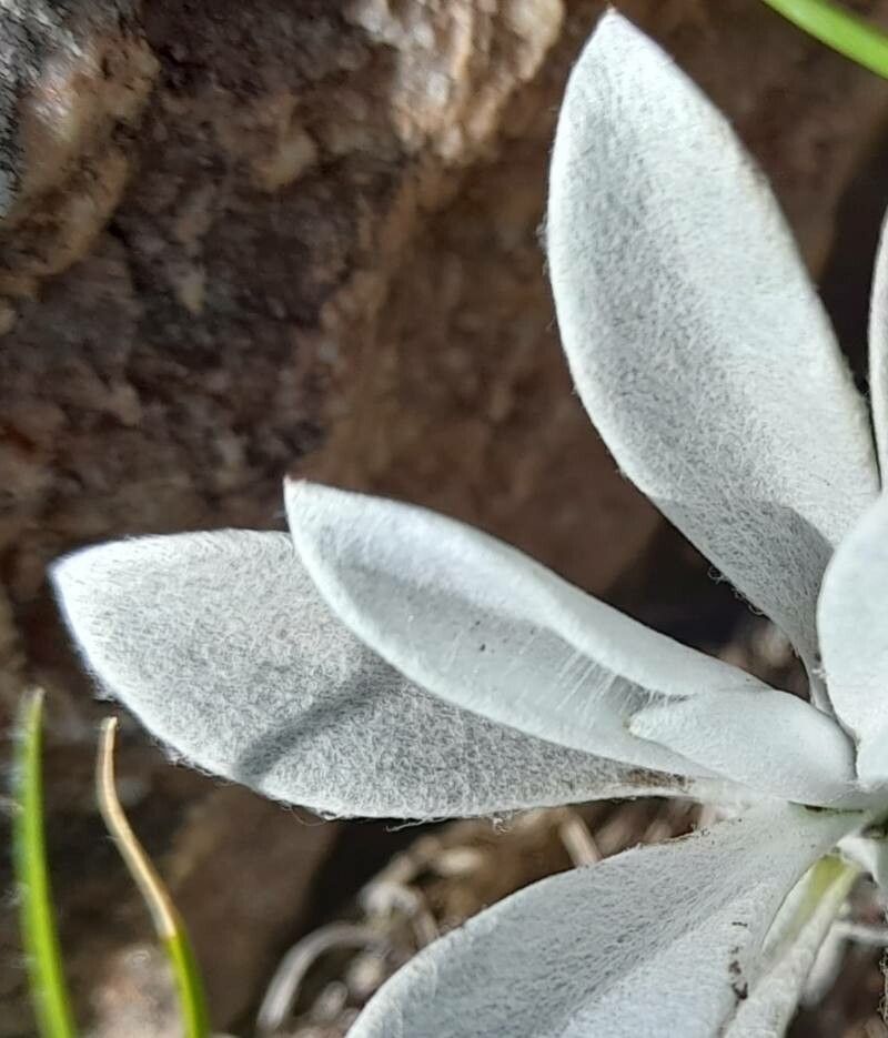 Gamochaeta stachydifolia — houseplant care guide