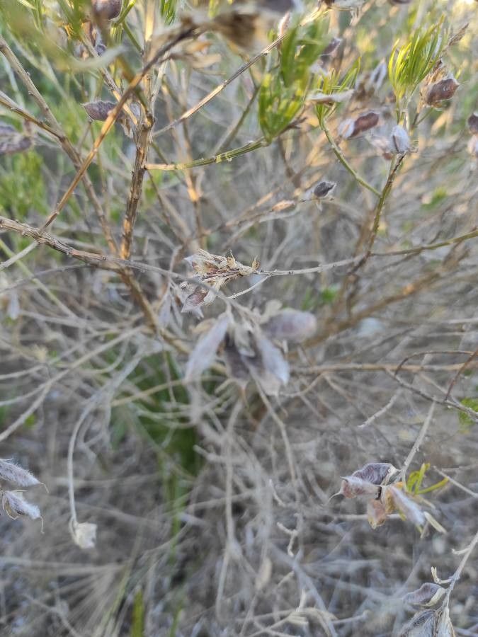 Genista linifolia fruit