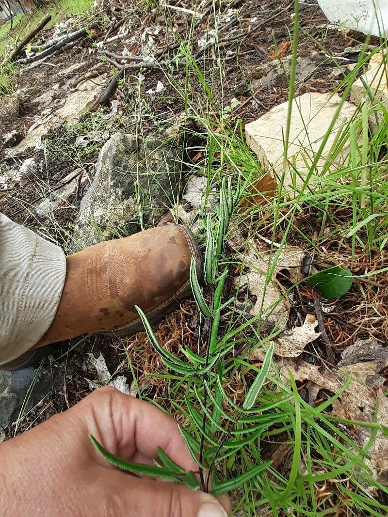 Pellaea atropurpurea other