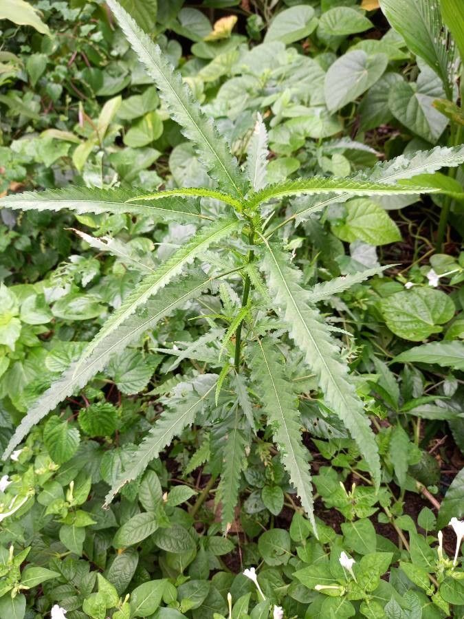 Pentapetes phoenicea — houseplant care guide