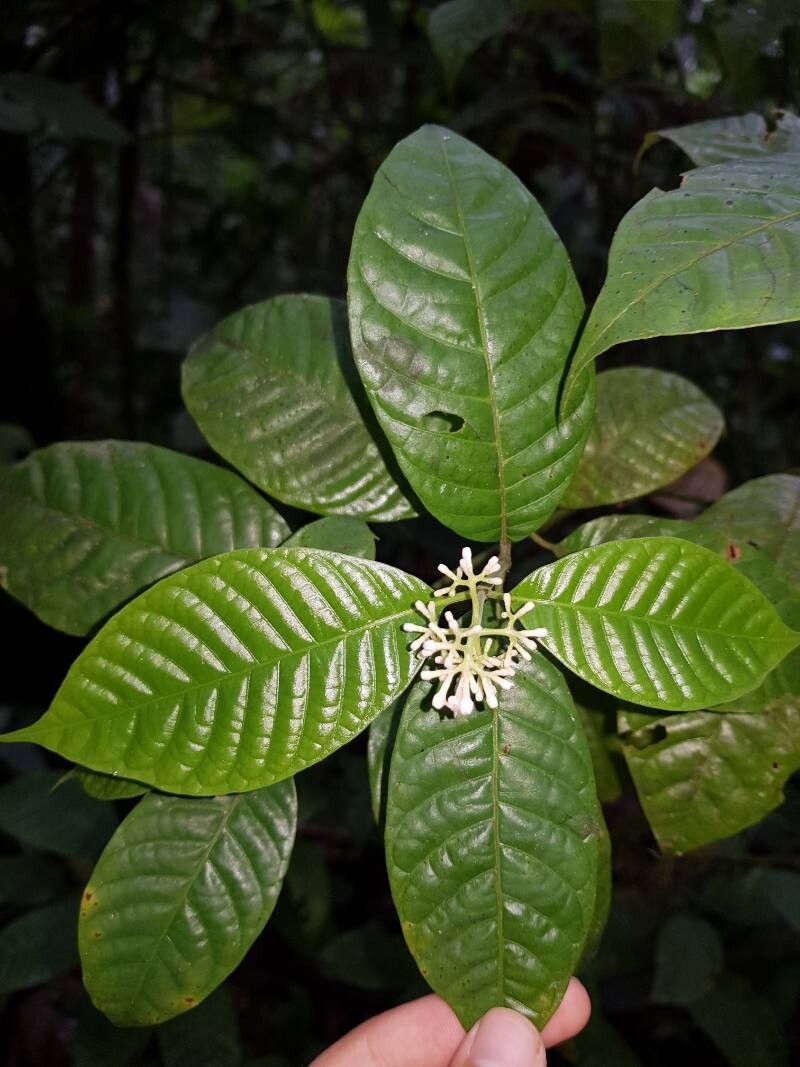 Palicourea acuminata — related species from the same genus