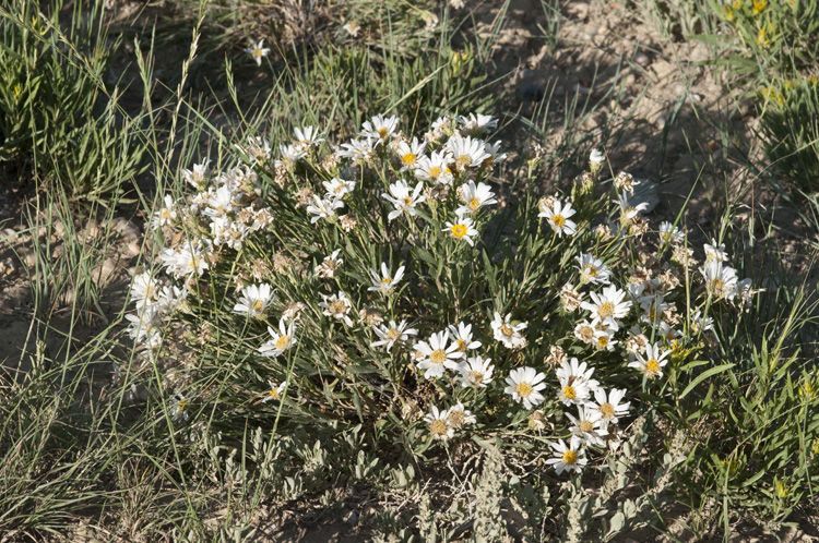 Xylorhiza glabriuscula habit