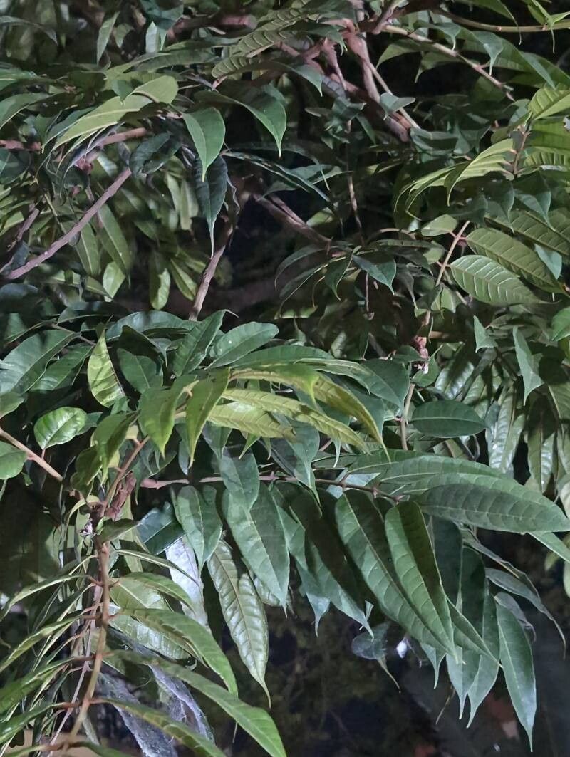 Pachylobus edulis leaf