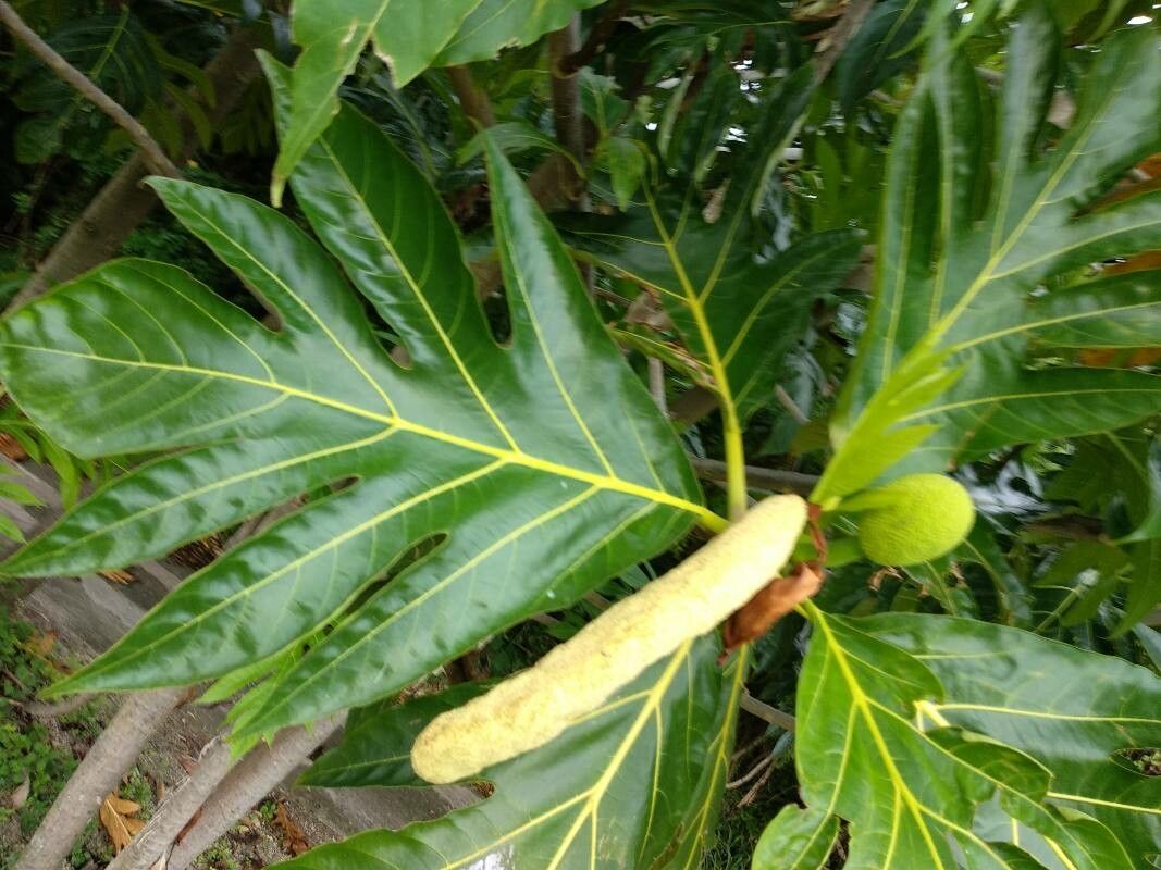 Artocarpus altilis flower