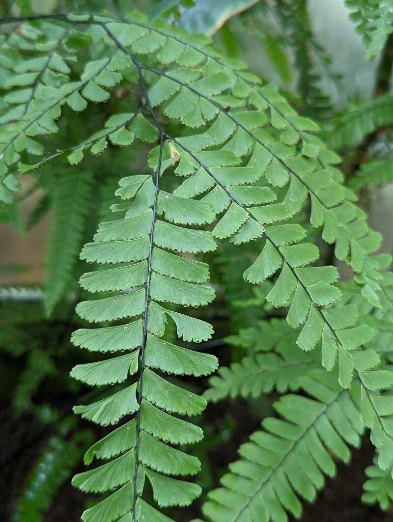 Adiantum polyphyllum leaf