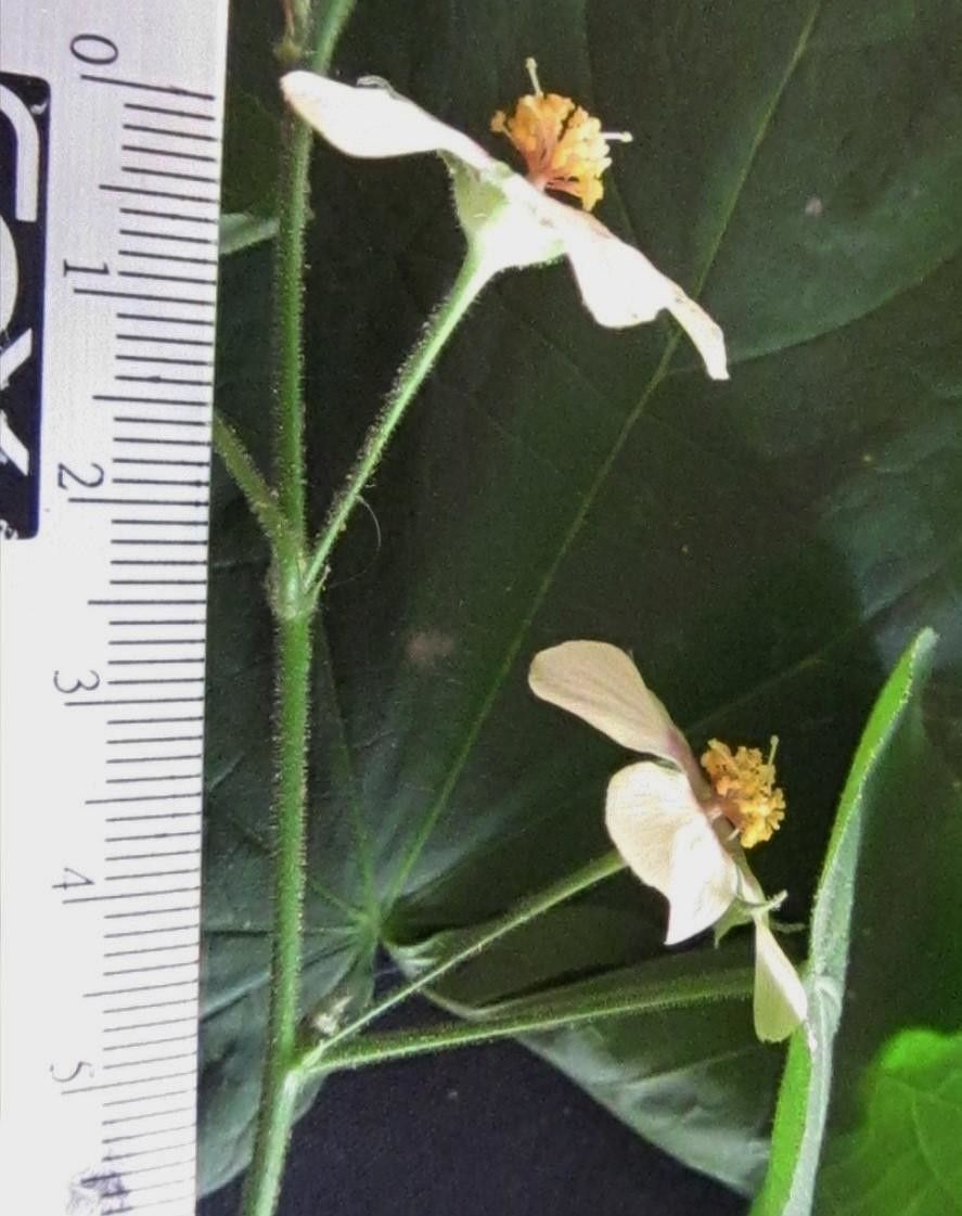 Abutilon percaudatum other
