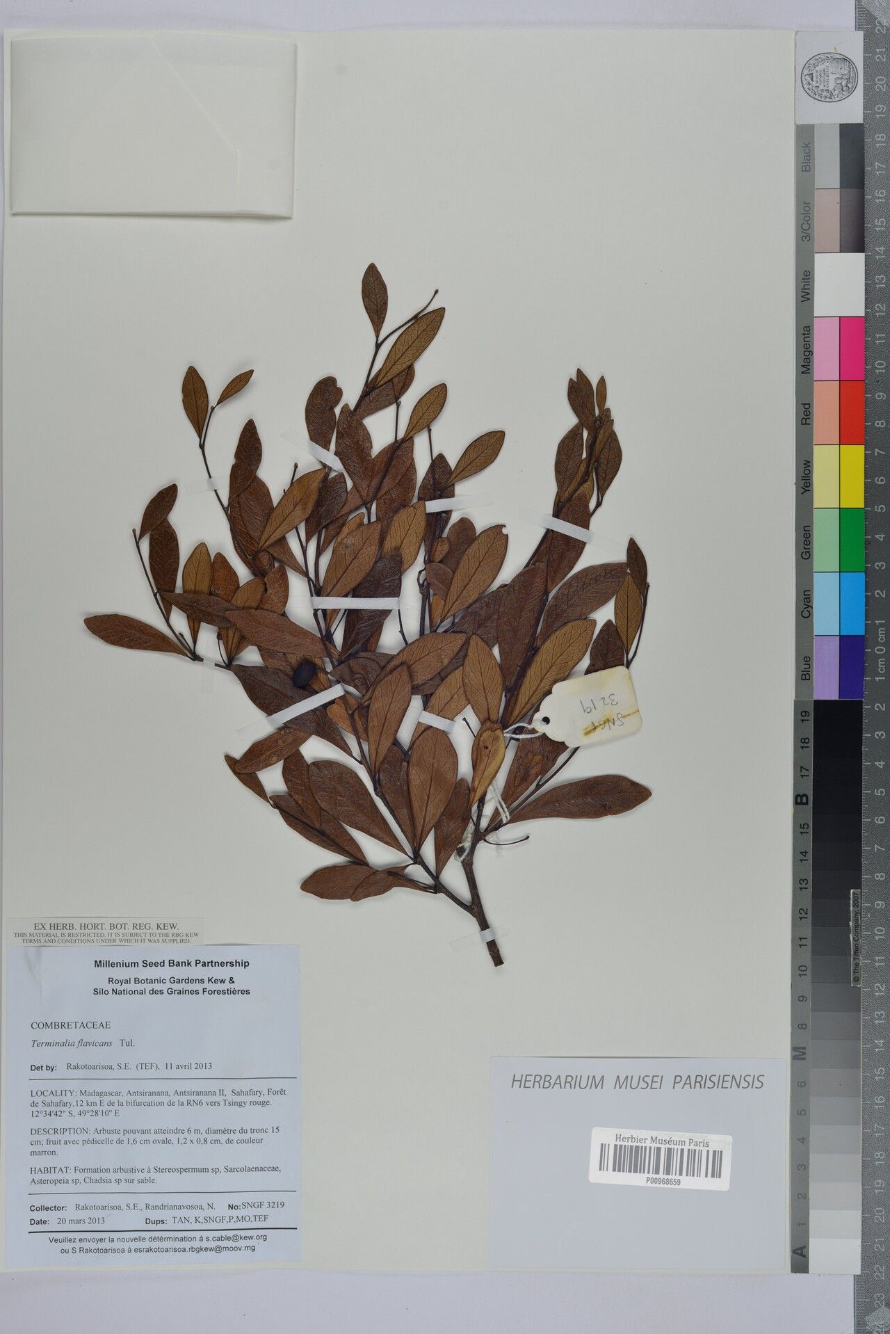 Terminalia flavicans — houseplant care guide