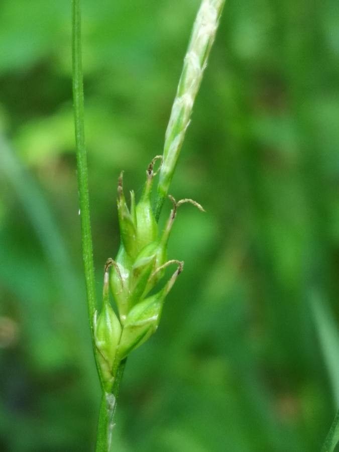 Carex depauperata flower