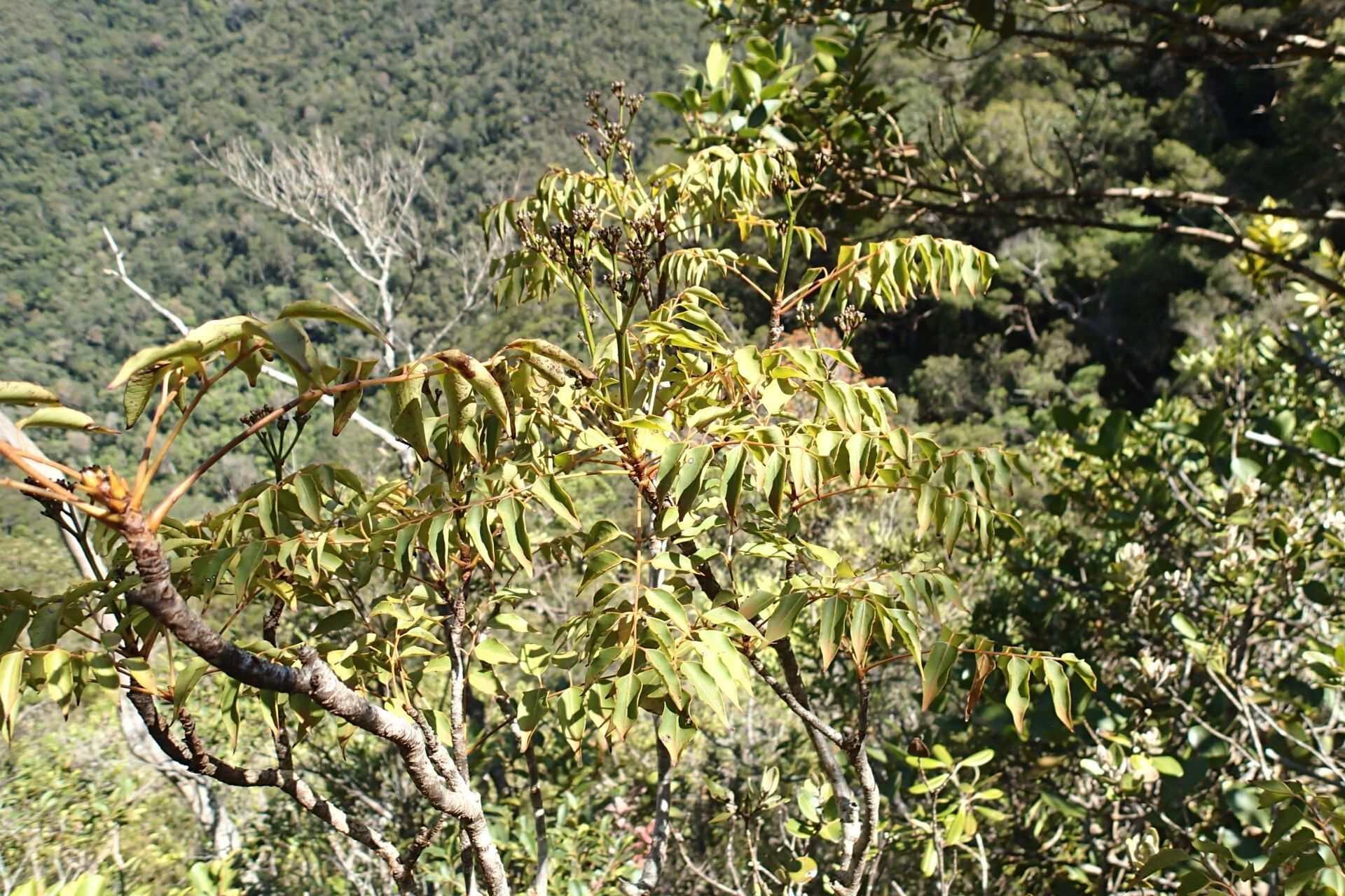 Polyscias gracilis — search result for 'Polyscias'