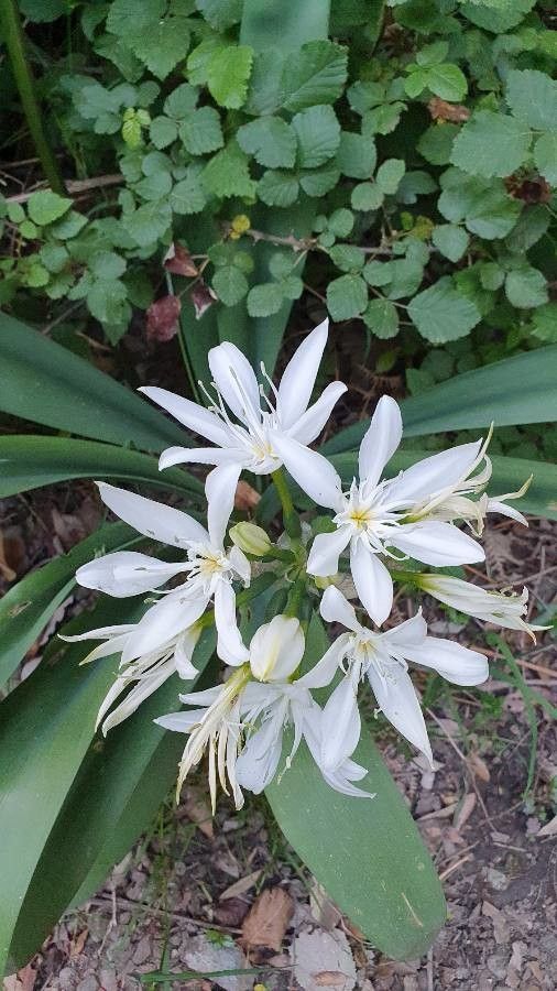 Pancratium illyricum flower