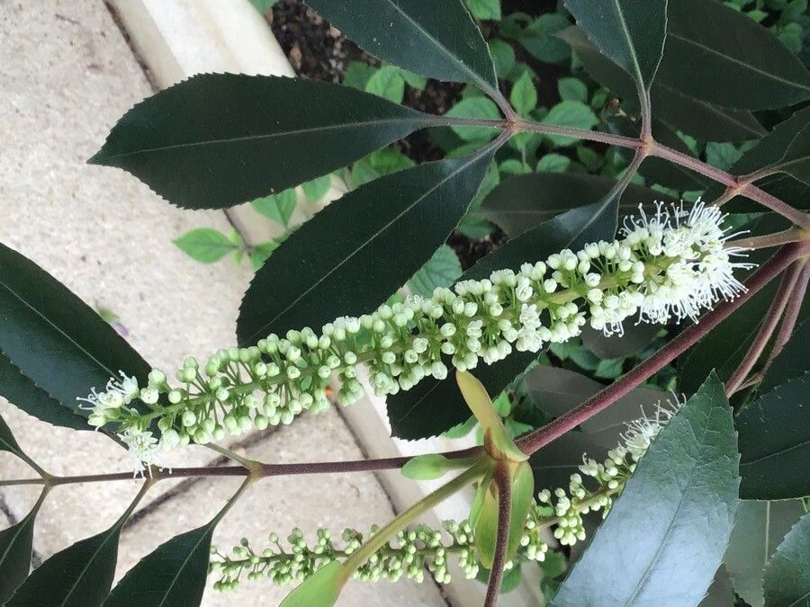 Cunonia capensis flower