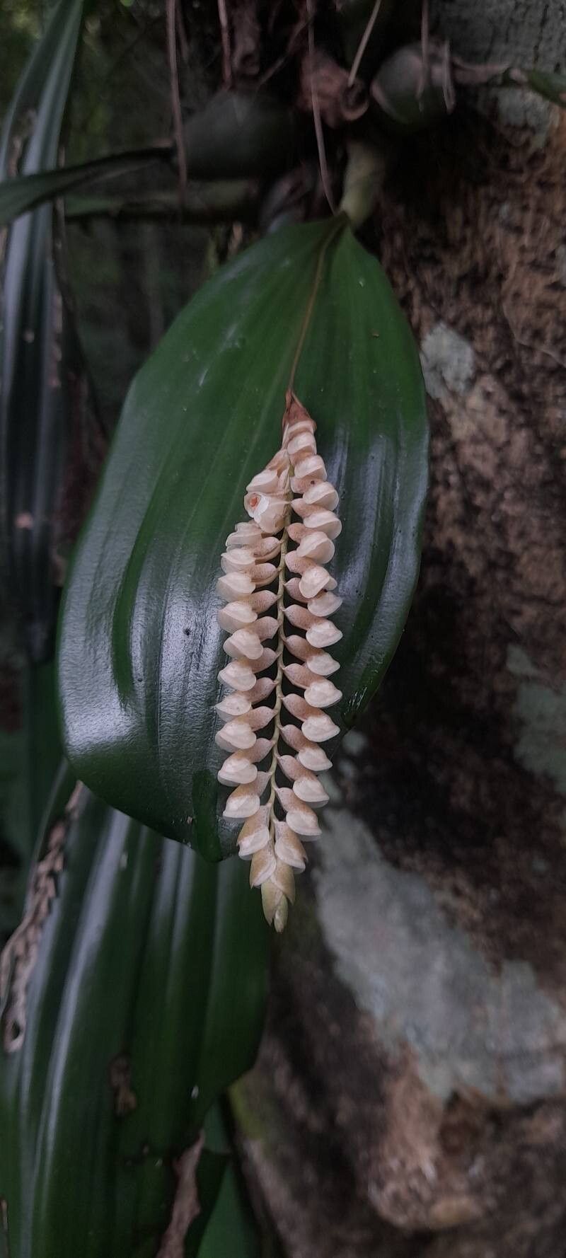 Coelogyne pallida flower