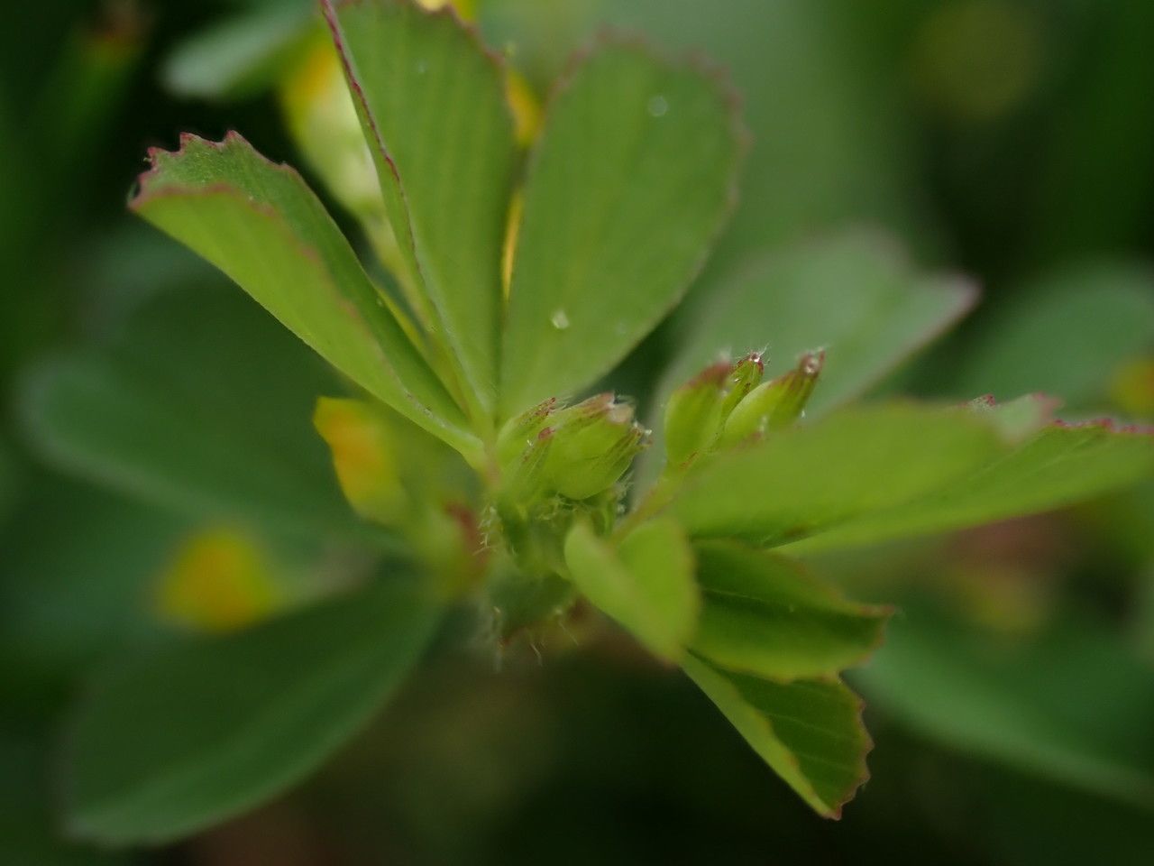 Trifolium micranthum — search result for 'Trifolium'