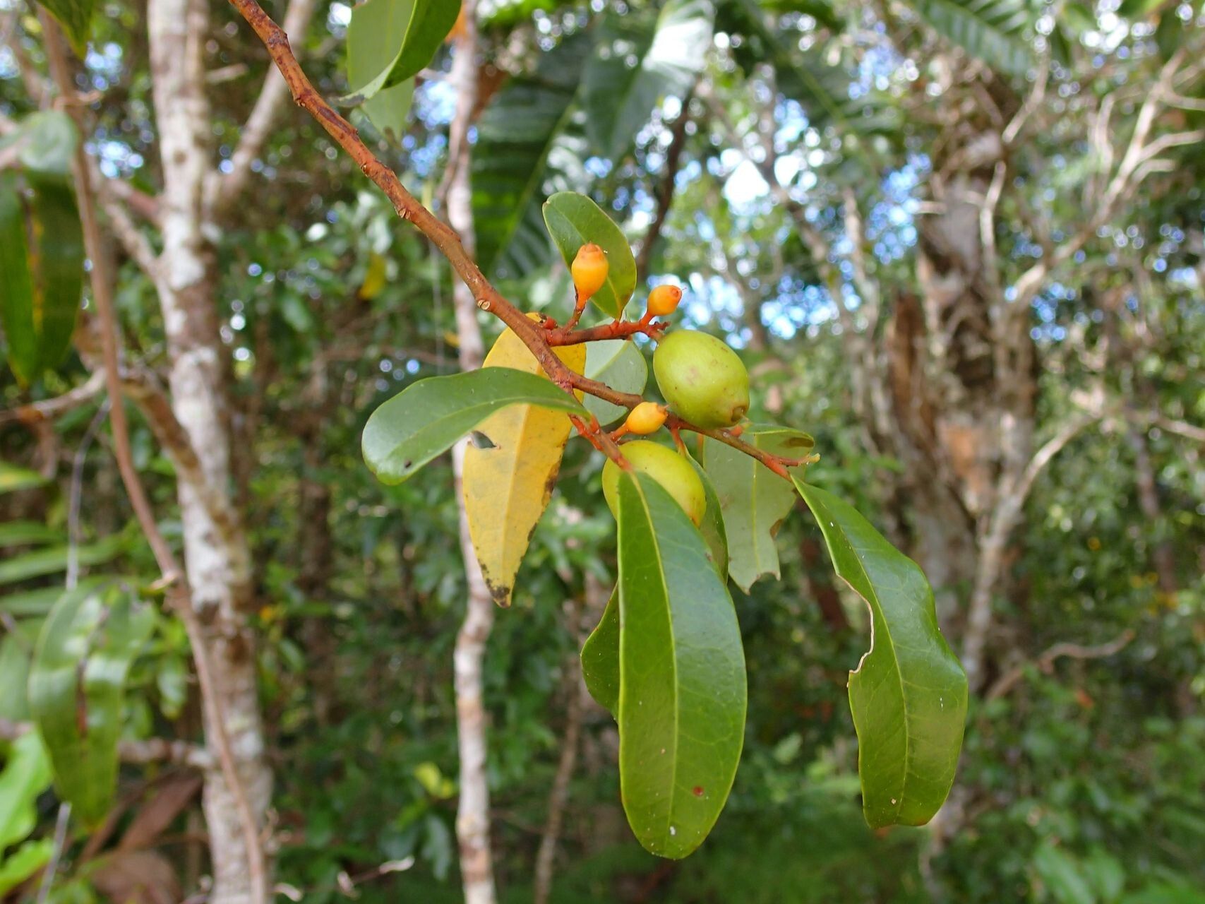 Olax hypoleuca fruit