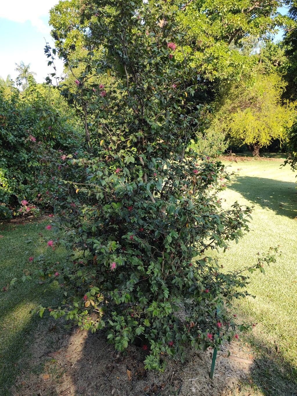 Calliandra harrisii habit