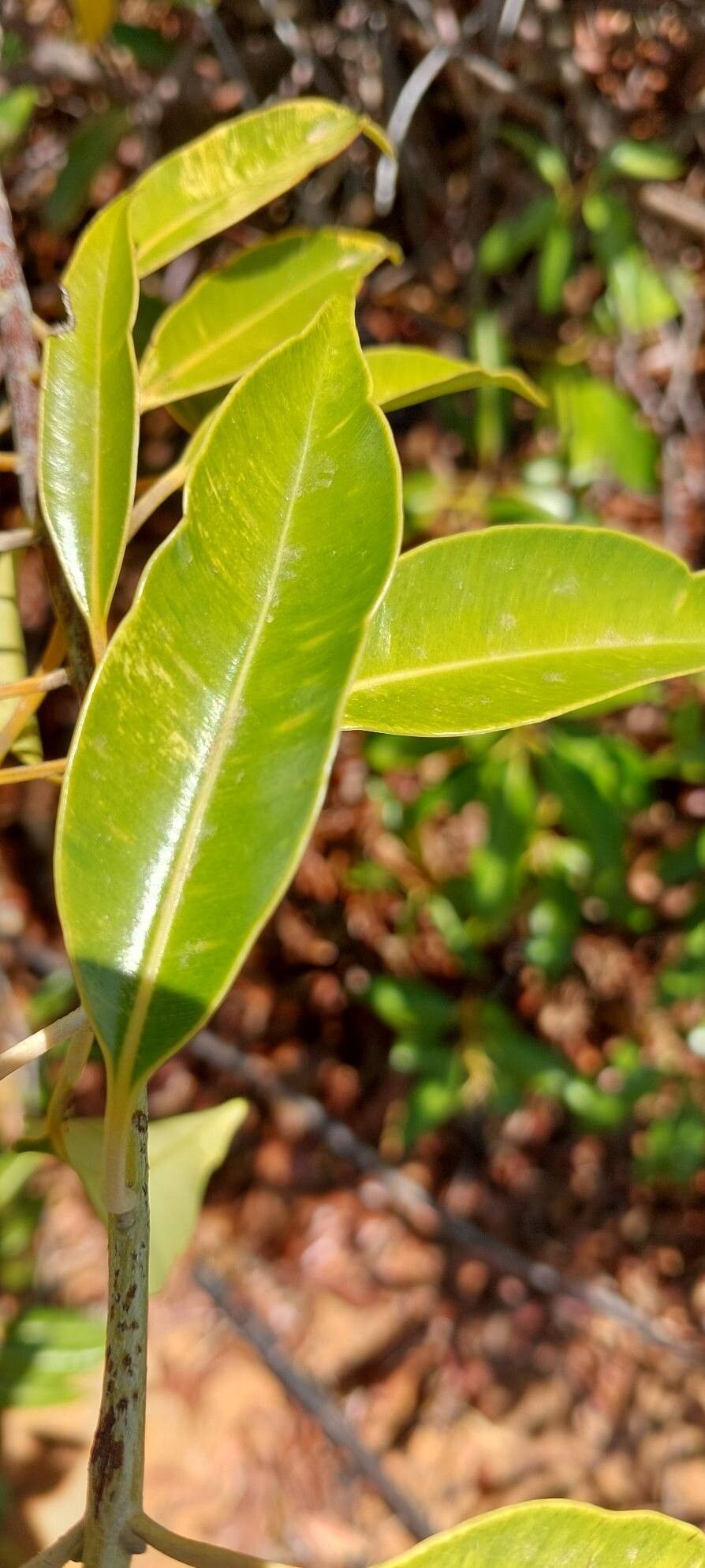 Calophyllum paniculatum — houseplant care guide