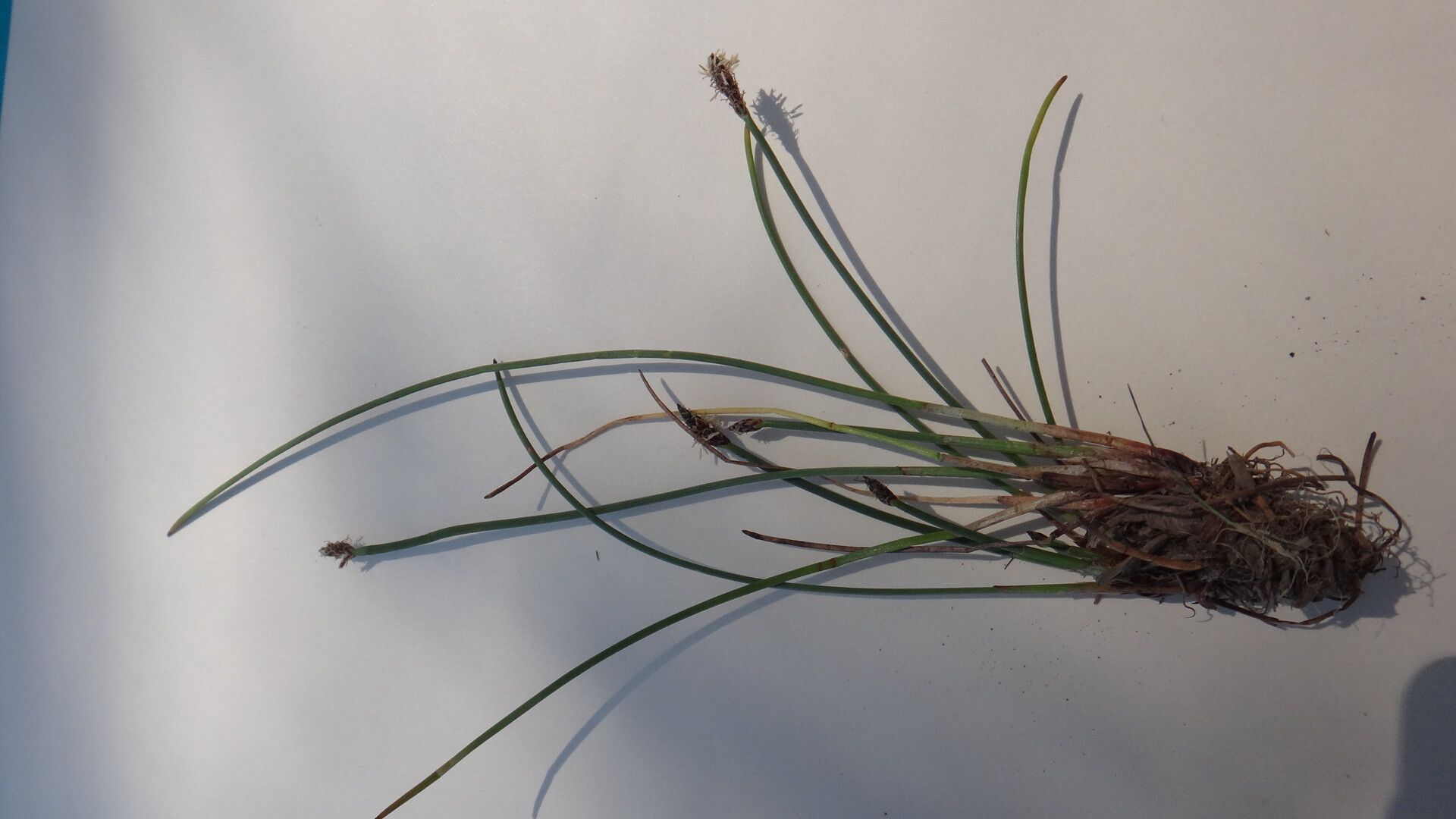 Eleocharis multicaulis — search result for 'Eleocharis'
