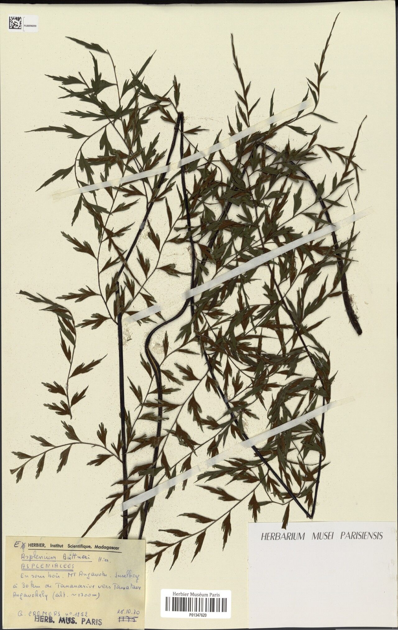 Asplenium angavokelyense — houseplant care guide