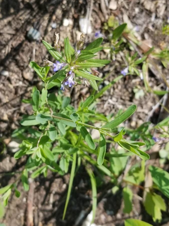 Collinsia parviflora flower