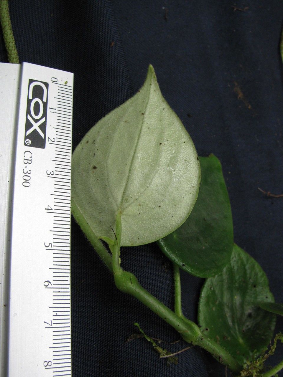 Peperomia amphitricha other