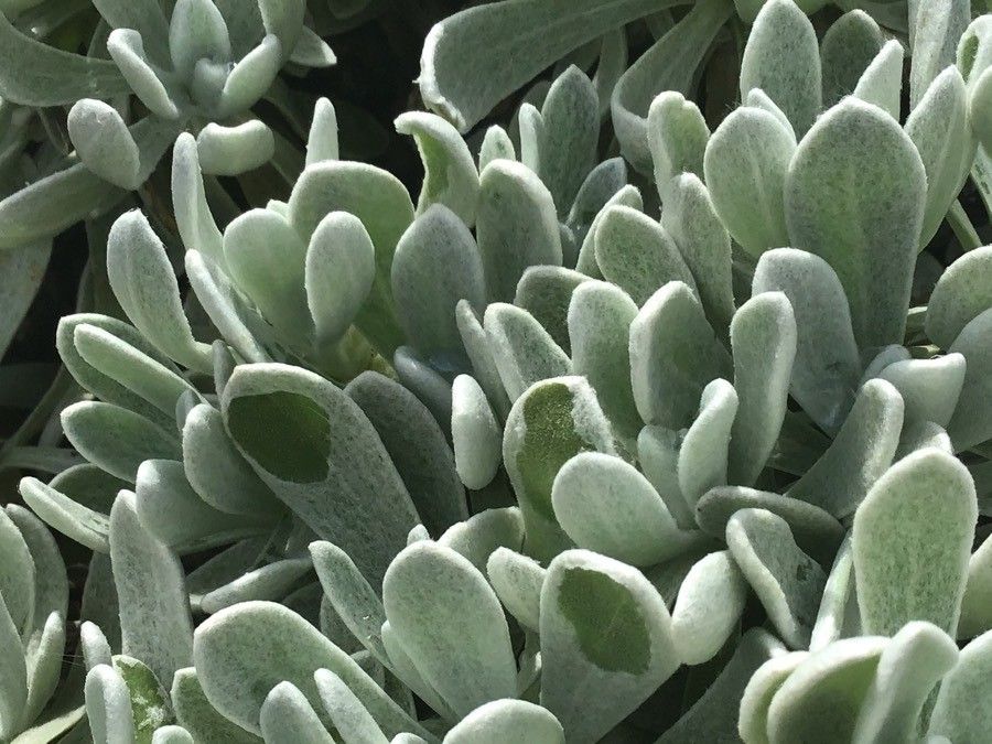 Helichrysum gossypinum leaf