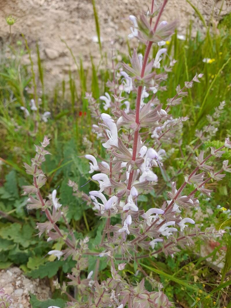 Salvia limbata flower