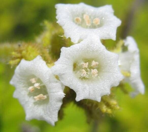 Varronia leucophlyctis flower
