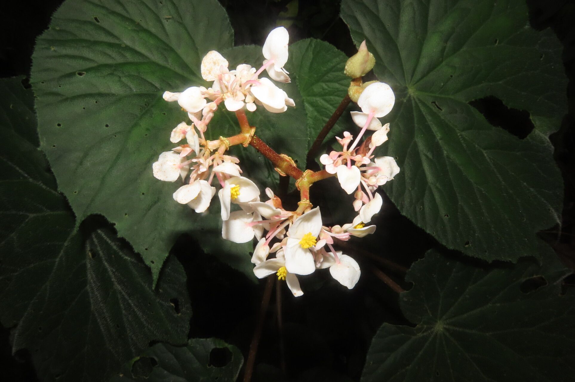 Begonia involucrata flower