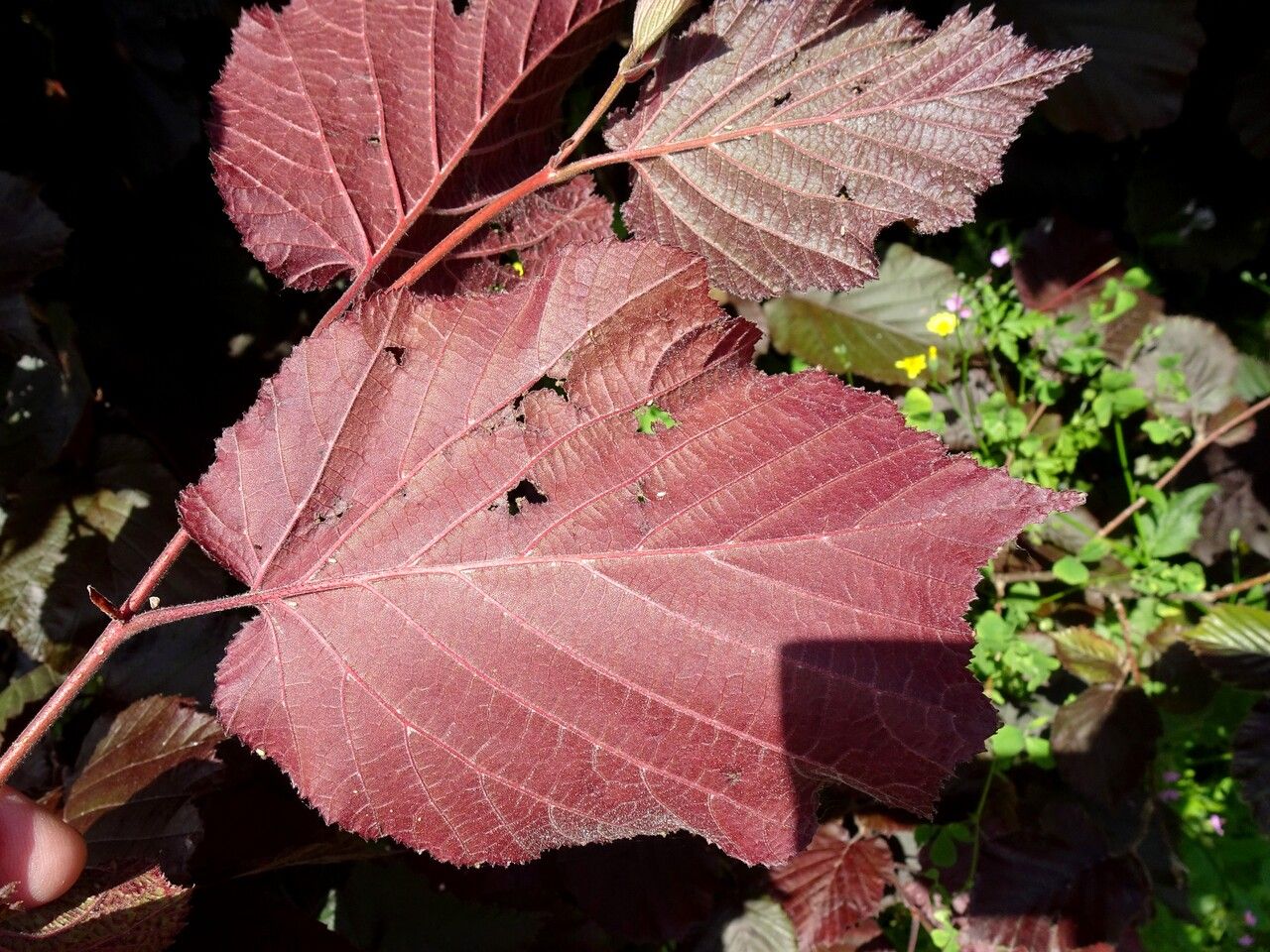 Corylus maxima leaf