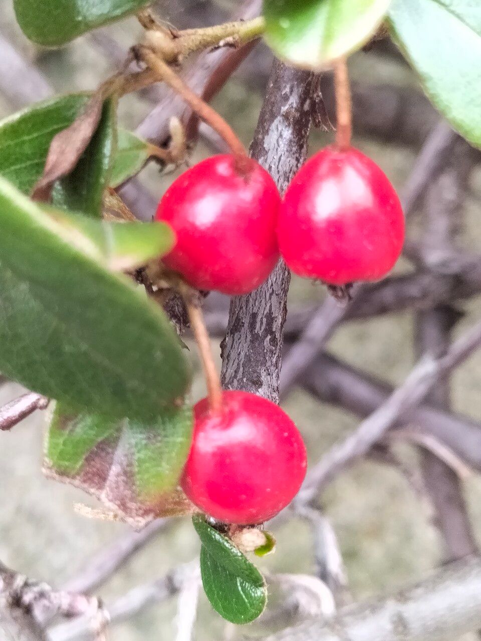 Cotoneaster simonsii fruit