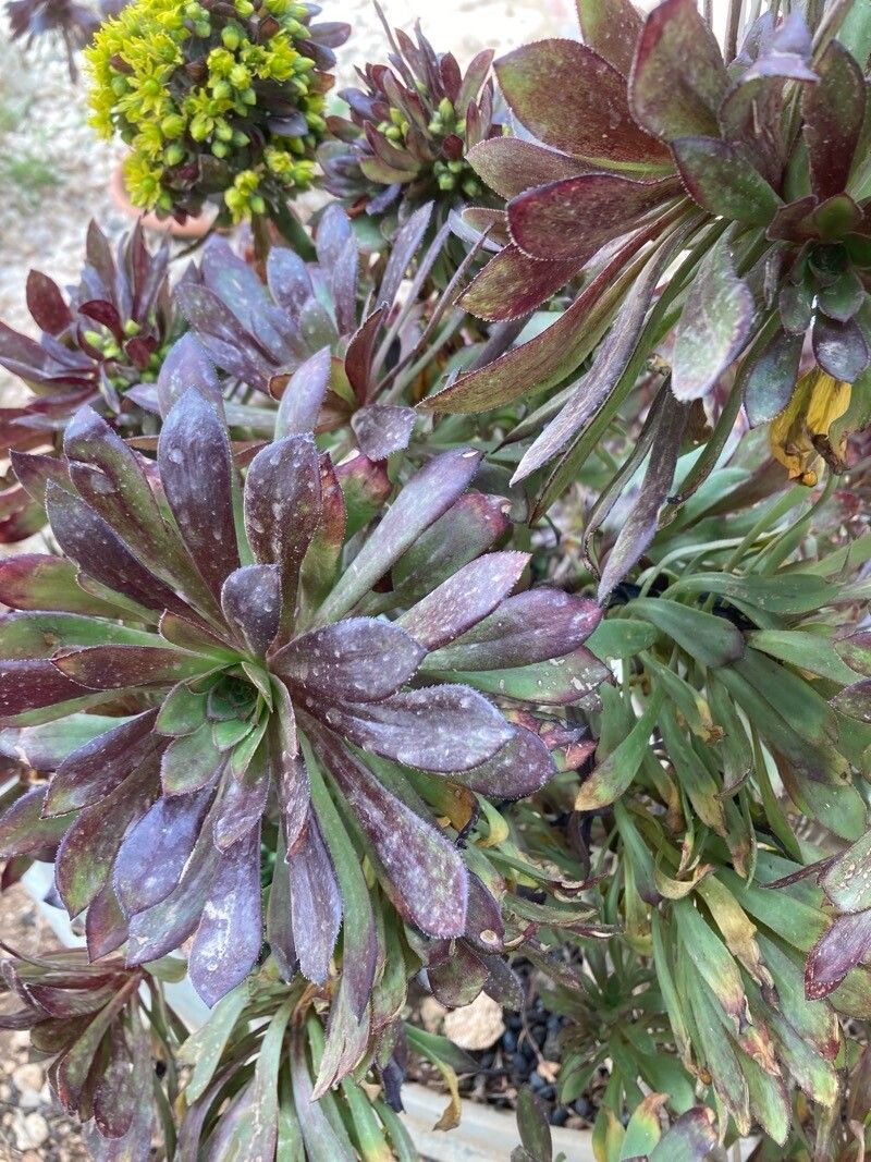 Crassula basaltica — search result for 'Crassula'